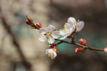 tree blossom