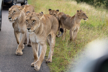 Fototapeta na wymiar Close up image of two lioness and three lion cubs on the road in Kruger National Park, South Africa 