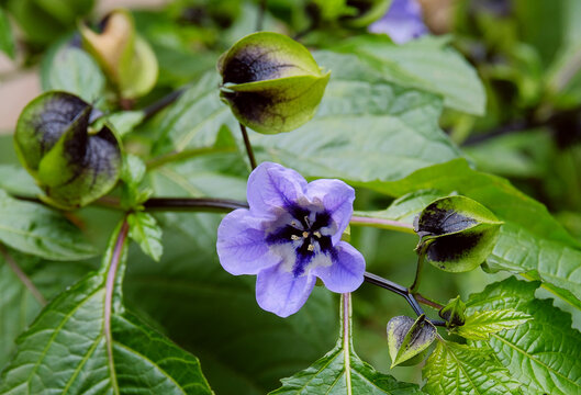 Flower and buds of the plant nicandra physalodes 