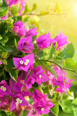 Fototapeta na wymiar Blooming bougainvillea Magenta flowers close up, abstract blurred natural background. south tropical beautiful plant. bright gentle floral image