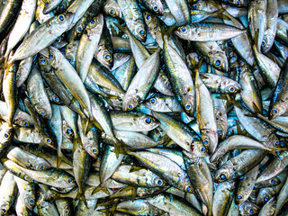 Obraz premium a close up of a fish