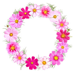Fototapeta na wymiar Floral wreath with different cosmos flowers, transparent background
