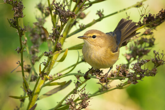 Common Chiffchaff (Phylloscopus collybita) adult bird perched on plant in garden scrub