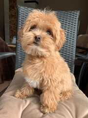 Small fluffy dog breed Maltipu. Red thoroughbred puppy, family friend. Brown dog, domestic pet, close-up.