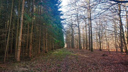 Tureby Forest: A Diverse Ecosystem"