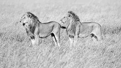 Fototapeta na wymiar Male lions in the Masai Mara savannah
