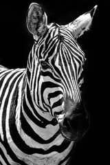 Naklejka na ściany i meble Zebra in the Savanna of Kenya