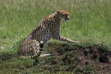 cheetah  in the vast wilderness of Africa © Herbert