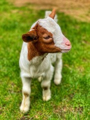 goat in a field