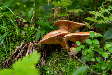 mushrooms in the woods of Austria