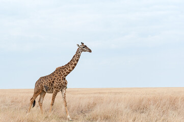Giraffes in Tsavo East and Tsavo West National Park Kenya
