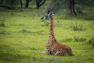 Baby girafe in Manyara National Park, Tanzania
