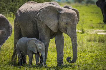 Naklejka na ściany i meble Mother and baby elephant in Manyara National Park, Tanzania