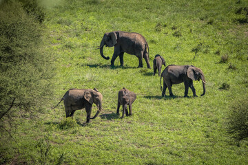Fototapeta premium Elephant family in Manyara National Park, Tanzania