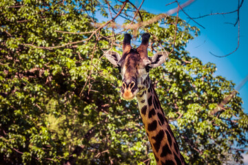 Girafe in Manyara National Park, Tanzania
