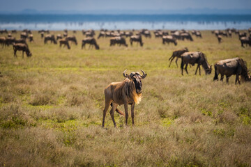 Naklejka na ściany i meble Wildebeest looking out for his herd in Serengeti National Park, Tanzania