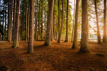 forest in autumn