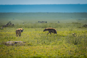 Fototapeta na wymiar Hyenas in Serengeti National Park, Tanzania