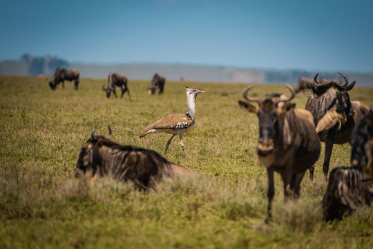 Kori Bustard walking by a herd of wildebeests