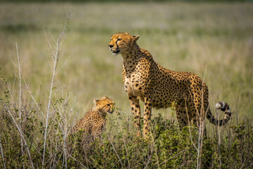 Cheetah and cub in Serengeti National Park, Tanzania