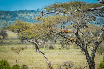 Leopard napping in a tree with a fresh kill in Serengeti National Park, Tanzania