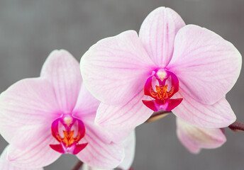 Blooming lovely pink orchids. Hobbies, floriculture, home flowers, houseplants