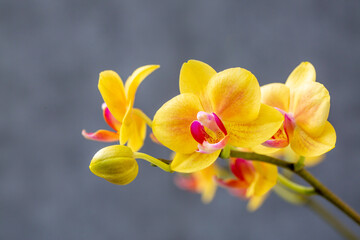 Blooming lovely yellow orchids. Hobbies, floriculture, home flowers, houseplants