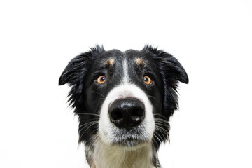 Cute close-up border collie puppy dog looking at camera with sad expression. Isolated on white background