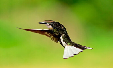 beija-flor-preto Melanotrochilus fuscus Black Jacobin on flight