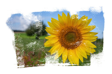 Sunflower blossom with trees and meadows under blue sky applied with paint roller. Transparent...