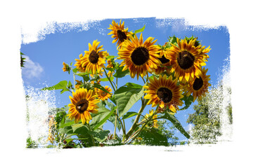 Sunflower flowers applied with a paint roller under a blue sky. Transparent background, PNG.
