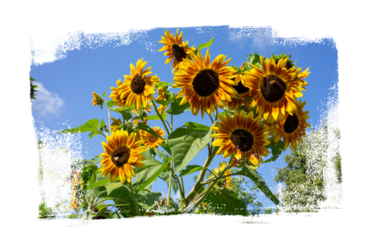 Sunflower flowers applied with a paint roller under a blue sky. Transparent background, PNG.