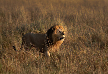 Portrait of a Lion standing in the mid of savannah at Masai Mara, Kenya