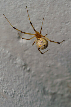 A female Latrodectus geometricus, or brown widow spider.