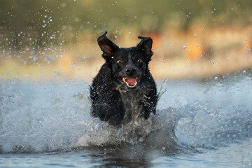 black dogs in water