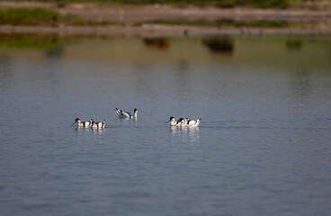 water bird in its natural environment, Pied Avocet, Recurvirostra avosetta