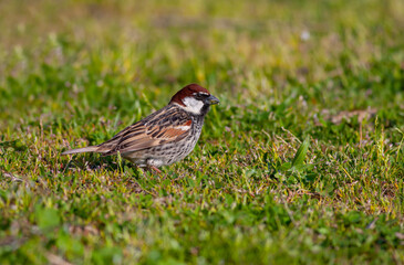 bird looking around on grass, Spanish Sparrow, Passer hispaniolensis