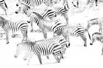 Obraz na płótnie Canvas Highkey image of a herd of zebras at Masai Mara, Kenya