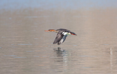 large water bird soaring in the air, Red-breasted Merganser, Mergus serrator