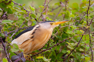 big water bird in the tree, Little Bittern, Ixobrychus minutus