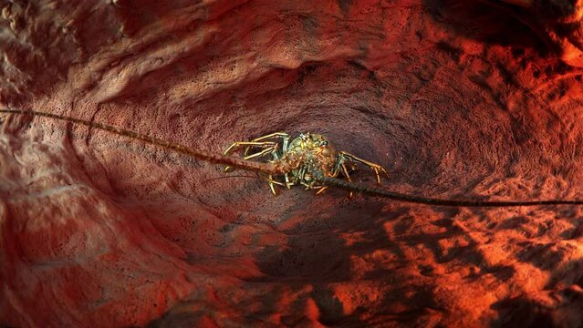 Lockdown Shot Of Lobster In Giant Barrel Sponge Undersea - Oranjestad, Sint Eustatius