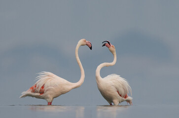 A pair of Greater Flamingos territory dispute while feeding at Eker creek, Bahrain