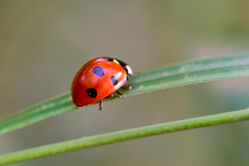 Ladybug on a blade of grass, close-up.