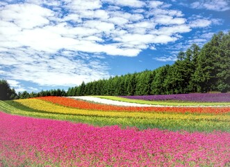 Fototapeta na wymiar field of flowers