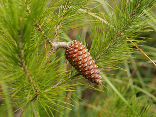 the forest with its mature pine cones