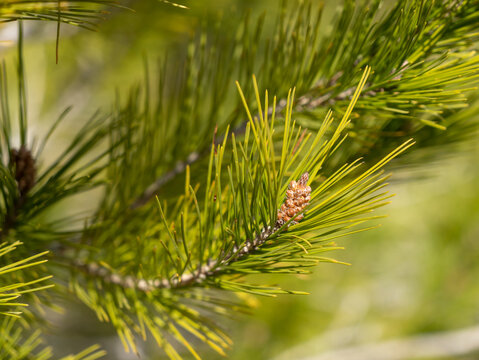 the forest with its mini cones in the sunshine