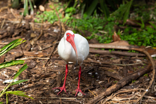 American white ibis standing staring in tropical garden, Fort Lauderdale, Florida, USA
