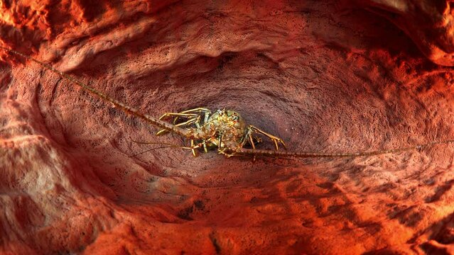 Lockdown Shot Of Directly Above View Of Lobster In Barrel Sponge - Oranjestad, Sint Eustatius