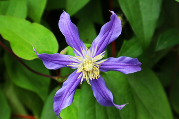 Clematis. Beautiful purple flowers on a green background. Close-up. Selective focus. Copyspace