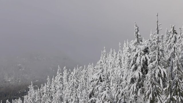 Evergreen Trees covered in white snow during winter season. Whistler, British Columbia, Canada. Slow Motion Aerial Pan